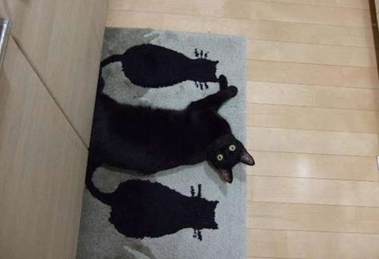 『猫のかくれんぼ写真』が激ムズと話題「マジで見つからない」「本当にいるの？」