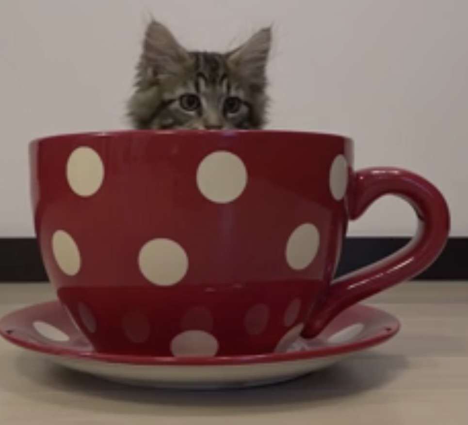 『猫のかくれんぼ写真』が激ムズと話題「マジで見つからない」「本当にいるの？」