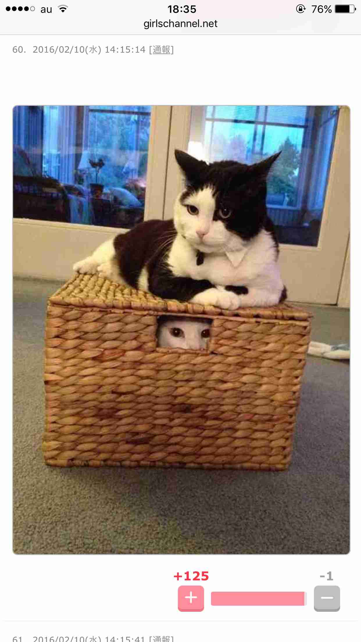 『猫のかくれんぼ写真』が激ムズと話題「マジで見つからない」「本当にいるの？」