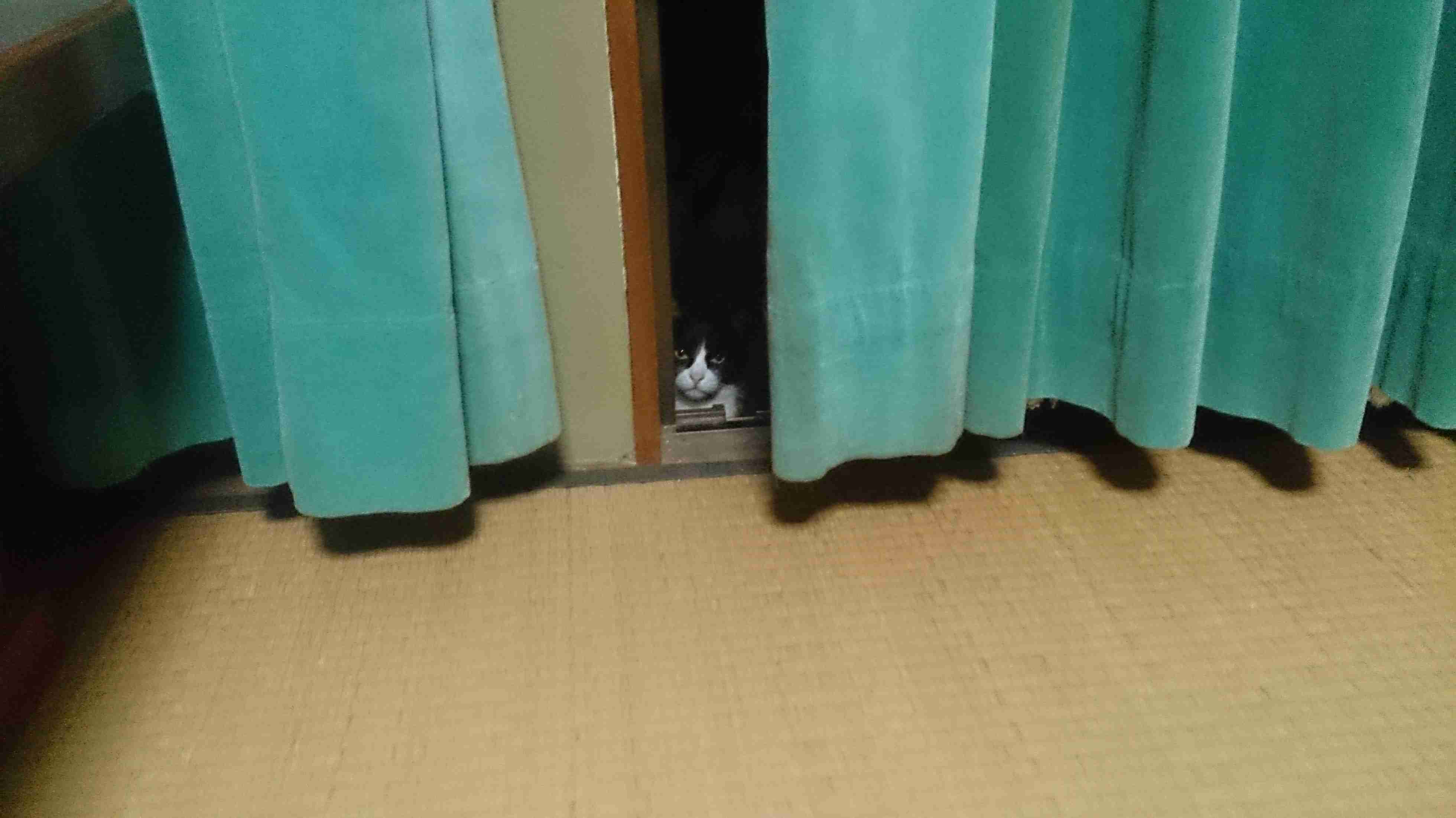『猫のかくれんぼ写真』が激ムズと話題「マジで見つからない」「本当にいるの？」