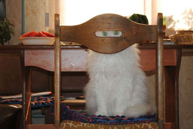 『猫のかくれんぼ写真』が激ムズと話題「マジで見つからない」「本当にいるの？」