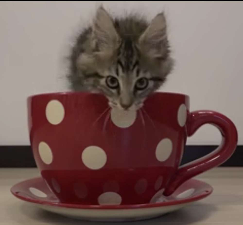 『猫のかくれんぼ写真』が激ムズと話題「マジで見つからない」「本当にいるの？」