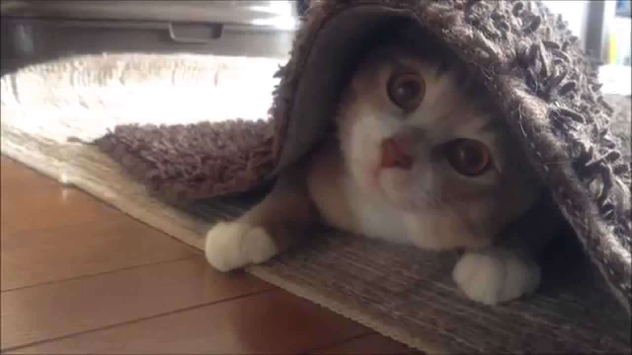『猫のかくれんぼ写真』が激ムズと話題「マジで見つからない」「本当にいるの？」