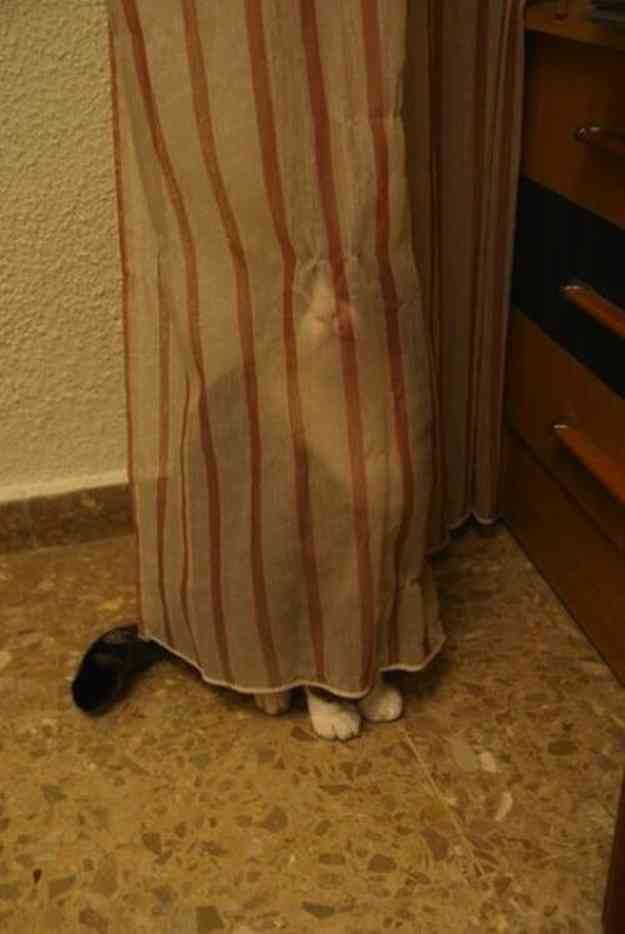 『猫のかくれんぼ写真』が激ムズと話題「マジで見つからない」「本当にいるの？」