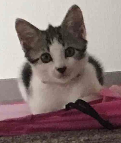 『猫のかくれんぼ写真』が激ムズと話題「マジで見つからない」「本当にいるの？」