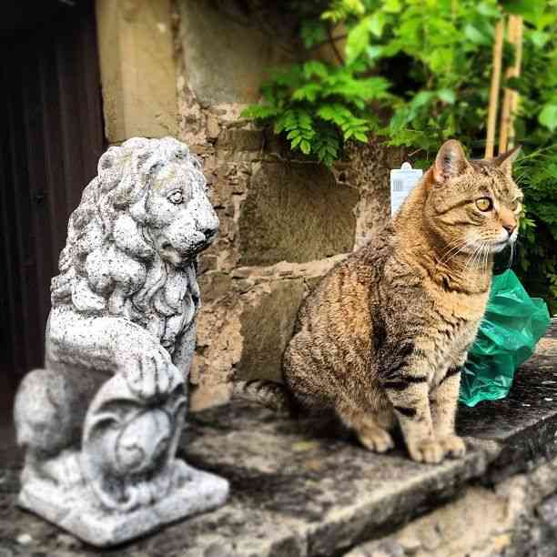 『猫のかくれんぼ写真』が激ムズと話題「マジで見つからない」「本当にいるの？」