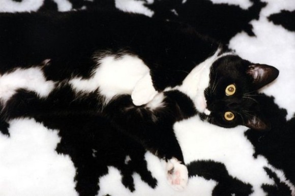『猫のかくれんぼ写真』が激ムズと話題「マジで見つからない」「本当にいるの？」