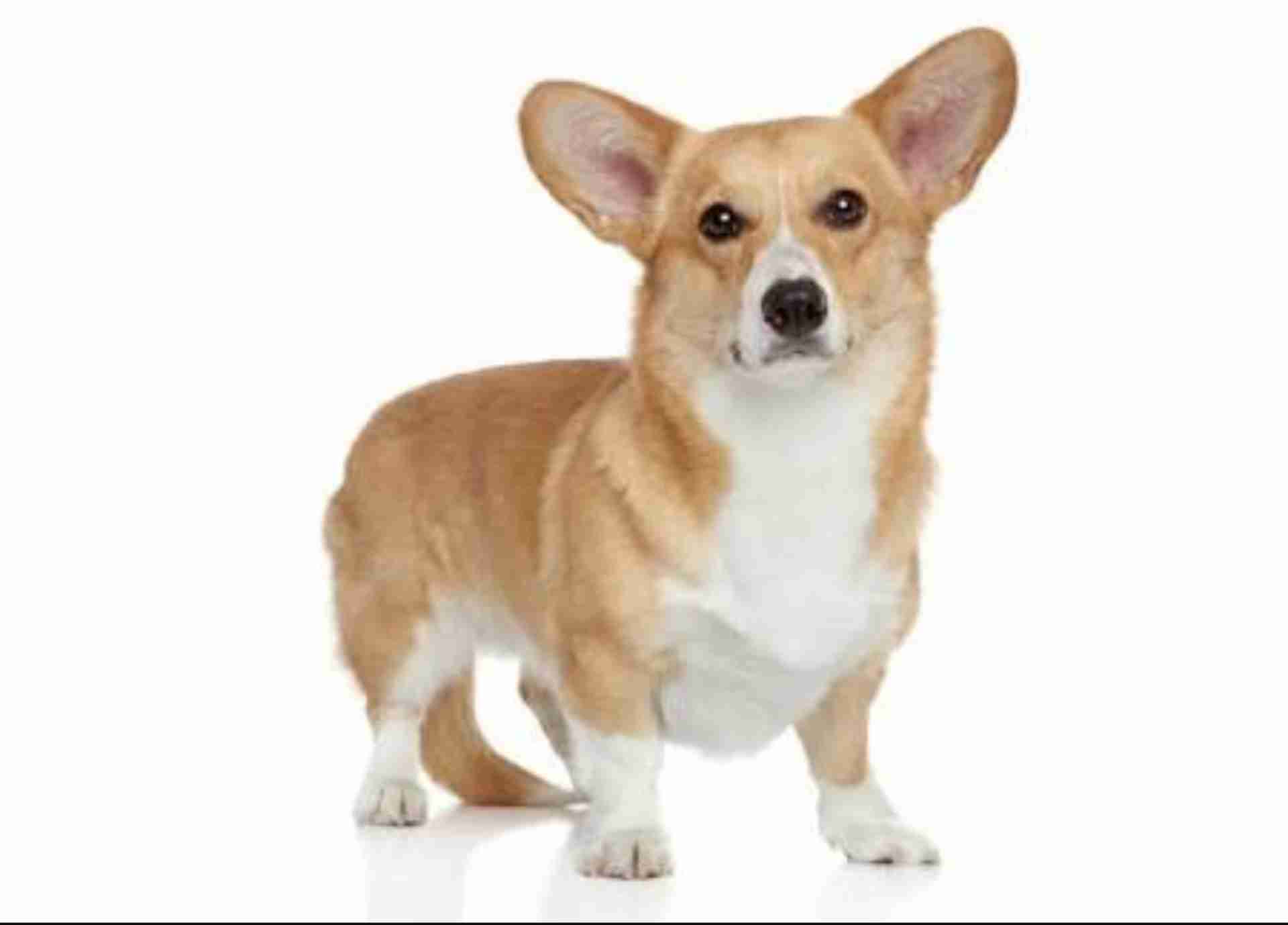 外を覗いている犬に気がついた子ども。次の瞬間…可愛すぎることに(笑)!