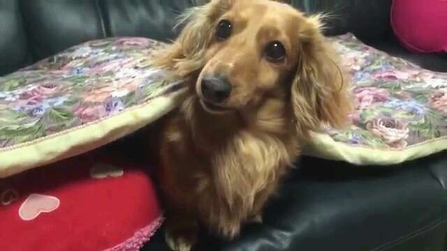 ミニチュアの画像トピ