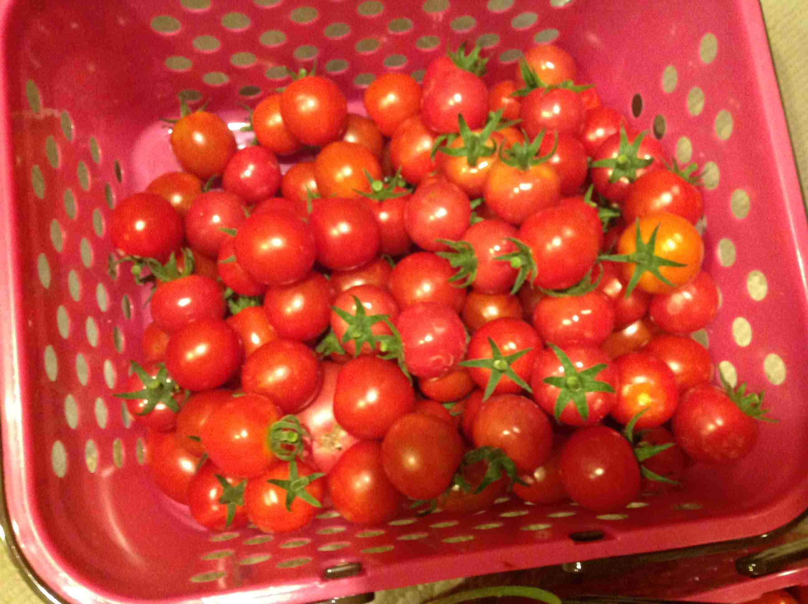 ミニチュアの画像トピ