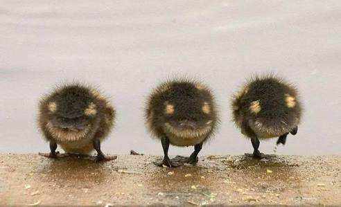 【画像集まれ】顔に見える物！