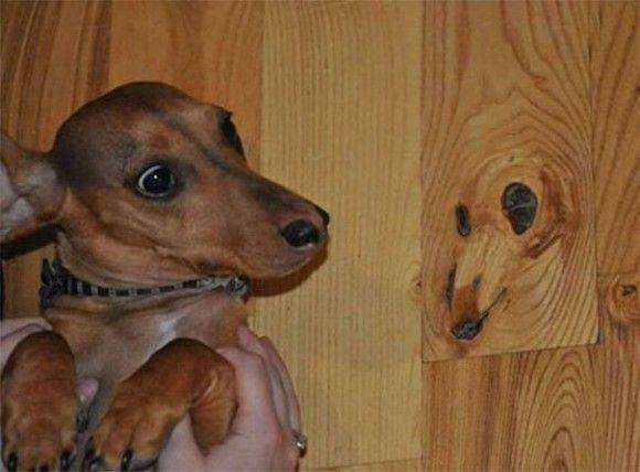 【画像集まれ】顔に見える物！
