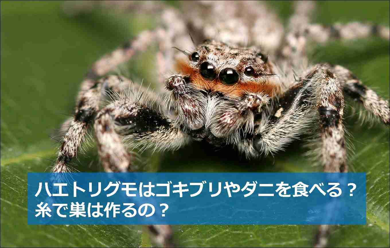 コバエ対策!