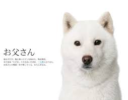 ガルちゃん内芸能人好感度調査【2017夏】
