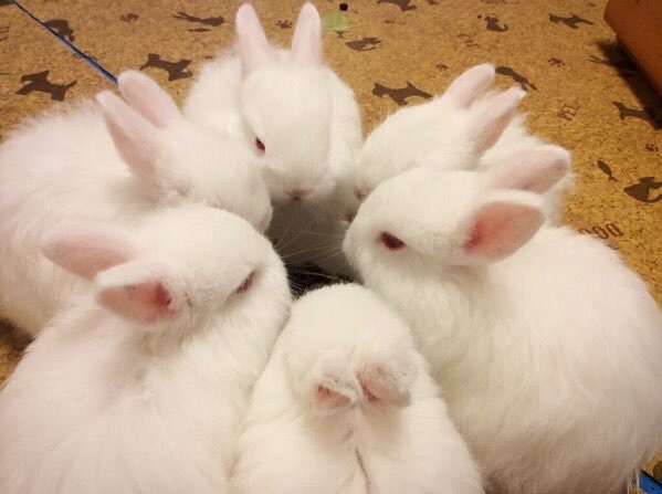 ガルちゃんでしか使い道が無い画像を貼っていくトピ