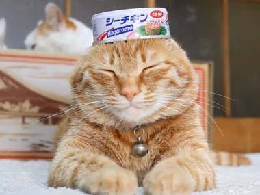 シーチキンが好きな方！