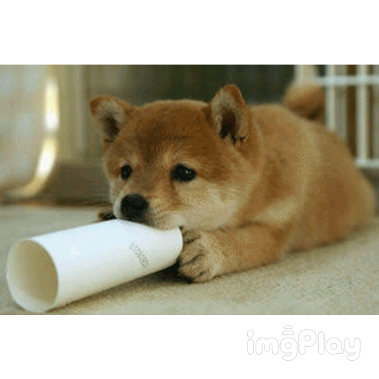 「だから私はガールズchannel」