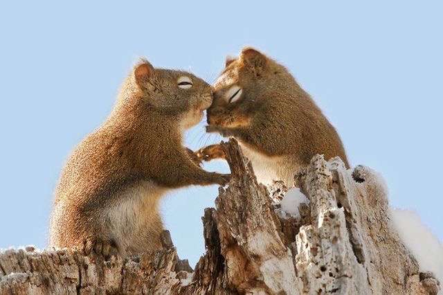 ラブラブな動物達の画像