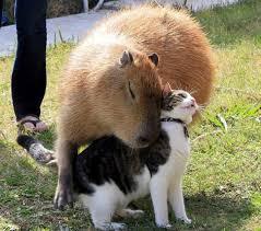 ラブラブな動物達の画像