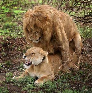 ラブラブな動物達の画像