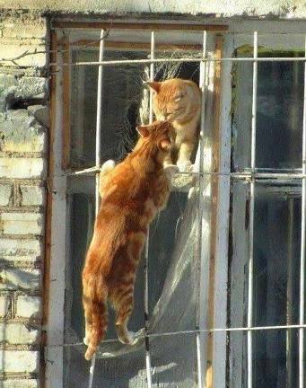 ラブラブな動物達の画像