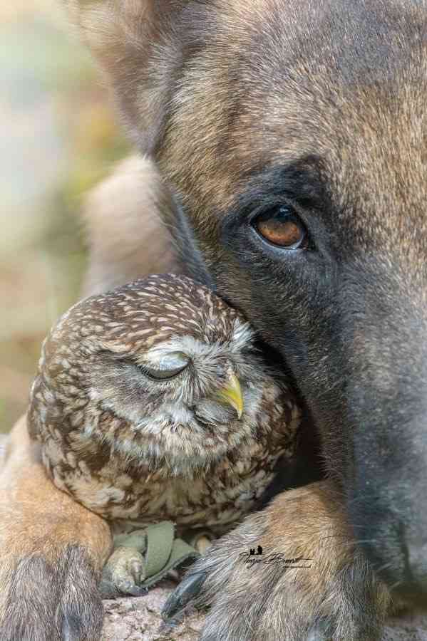 ラブラブな動物達の画像
