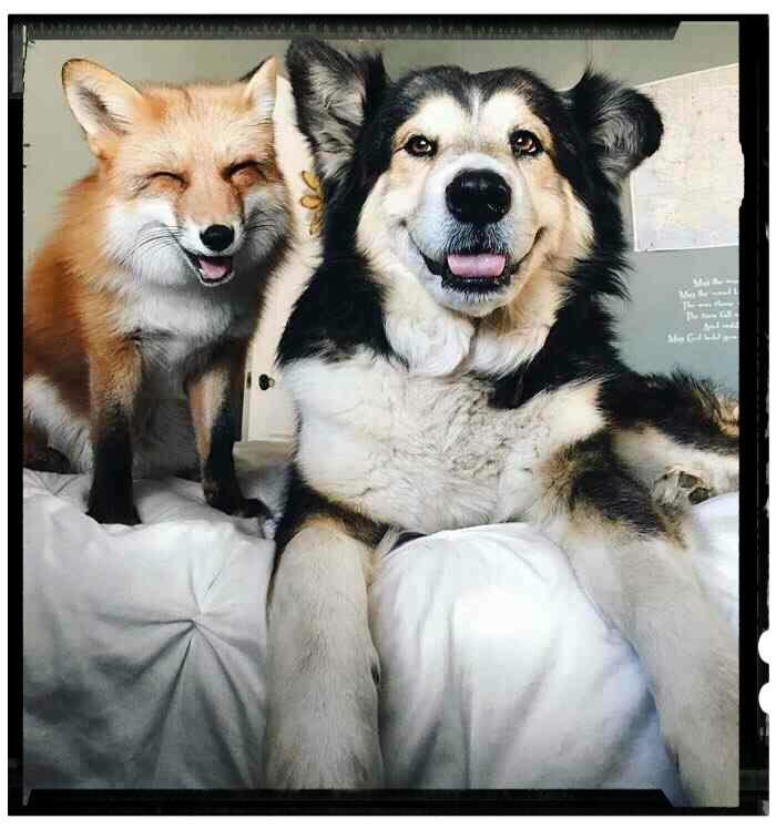 ラブラブな動物達の画像