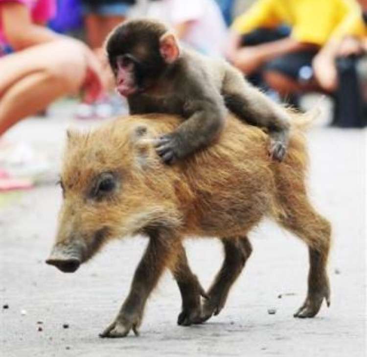 ラブラブな動物達の画像