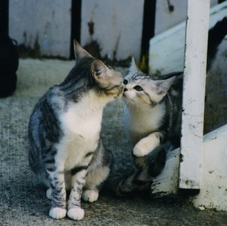 ラブラブな動物達の画像