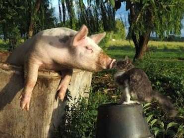 ラブラブな動物達の画像