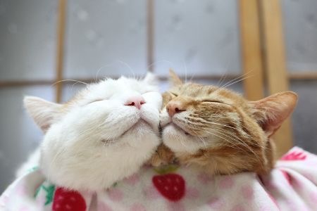 ラブラブな動物達の画像