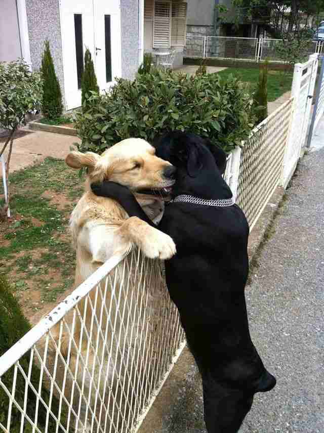 ラブラブな動物達の画像