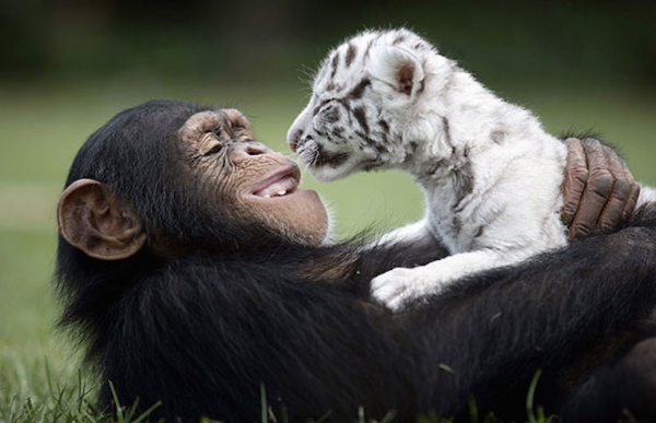 ラブラブな動物達の画像