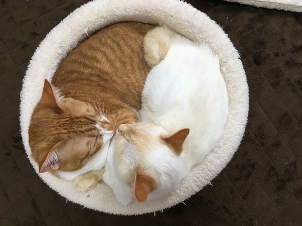 ラブラブな動物達の画像