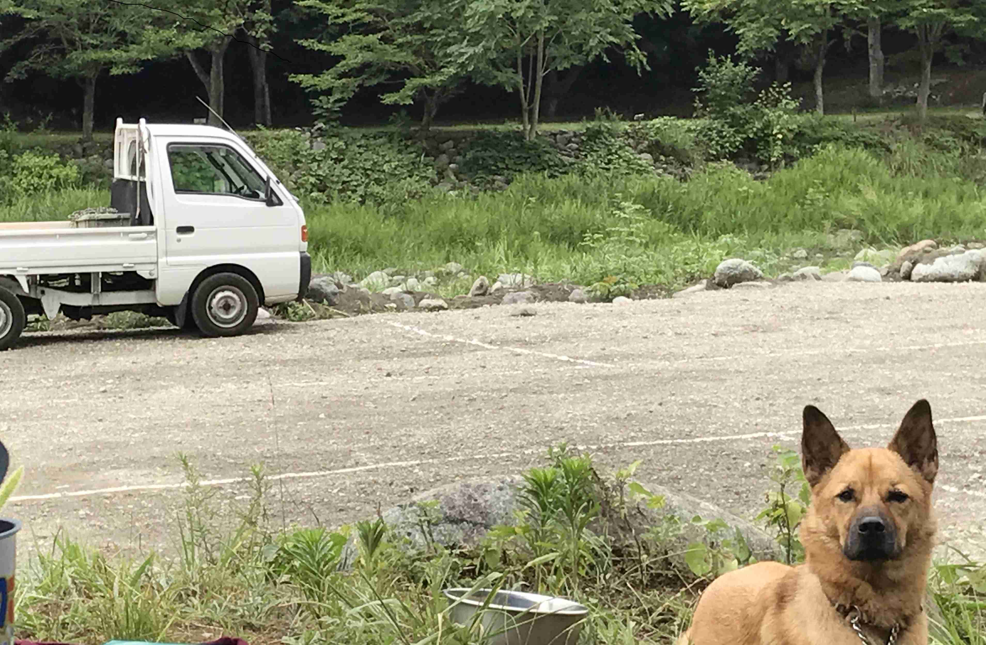 雑種犬飼ってる人～