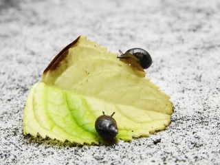 【上から読んでも下から読んでも】知ってる回文披露会