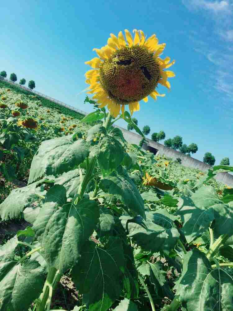 あなたのスマホの中の写真見せて