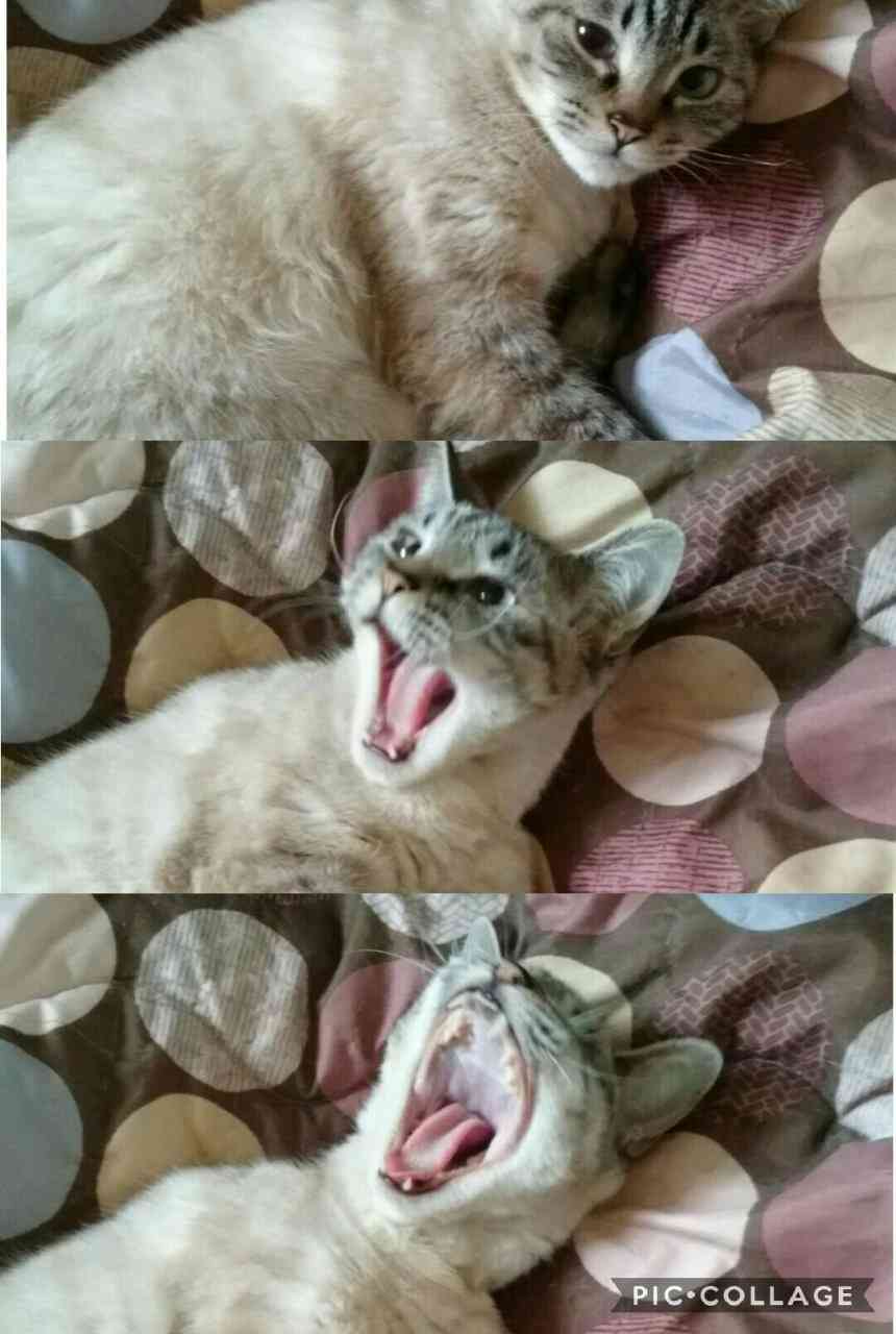あなたのスマホの中の写真見せて
