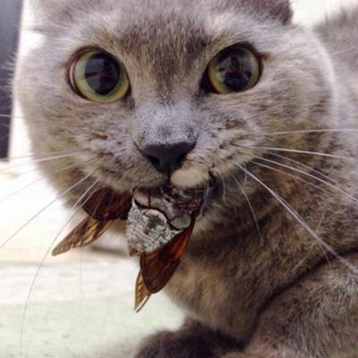 こっち見んな！な画像を淡々と貼っていくトピ