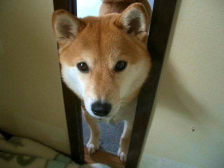 こっち見んな！な画像を淡々と貼っていくトピ