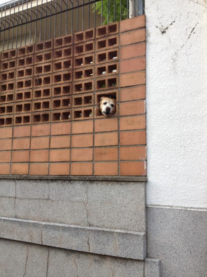こっち見んな！な画像を淡々と貼っていくトピ