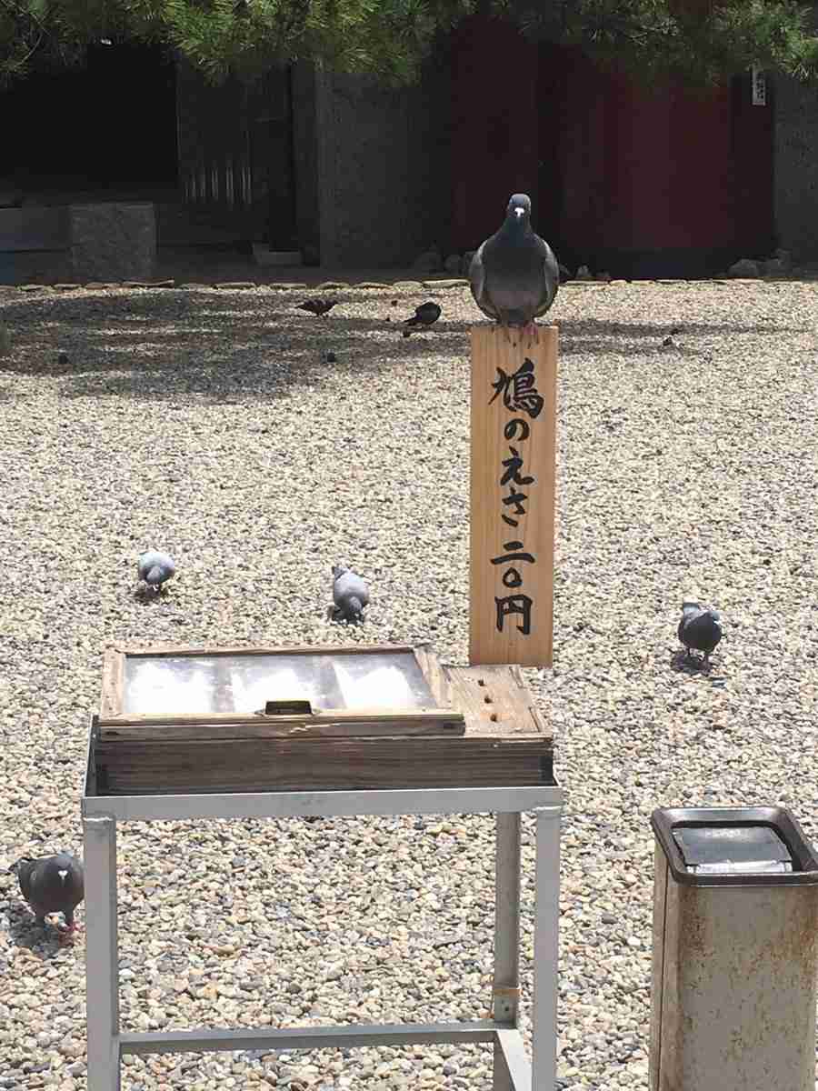 こっち見んな！な画像を淡々と貼っていくトピ