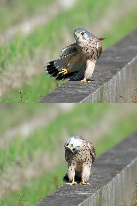 こっち見んな！な画像を淡々と貼っていくトピ