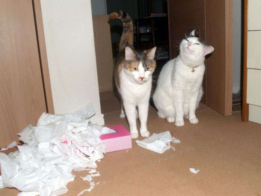こっち見んな！な画像を淡々と貼っていくトピ