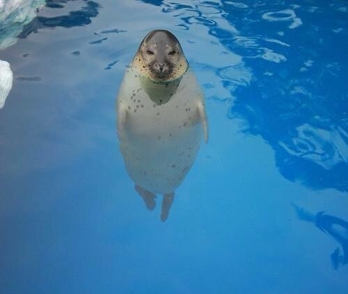 こっち見んな！な画像を淡々と貼っていくトピ