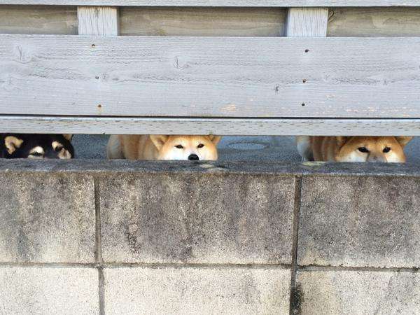 こっち見んな！な画像を淡々と貼っていくトピ