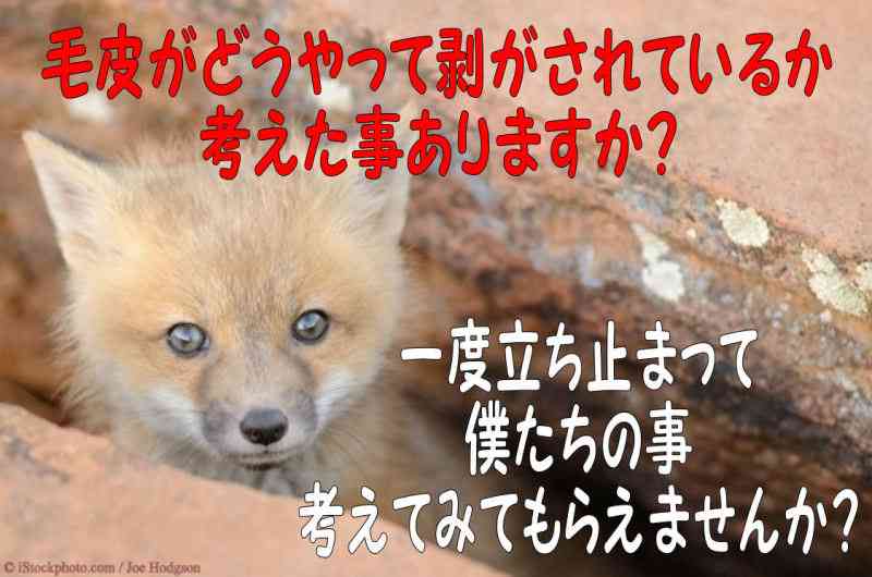 リアルファーは必要ですかね?