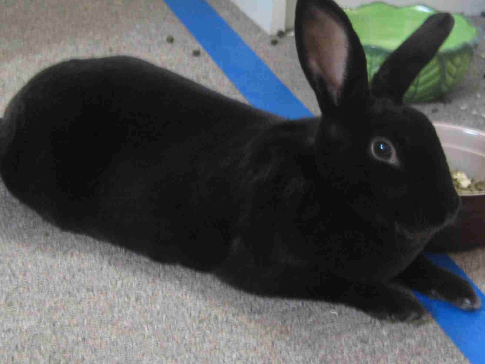 一人暮らしでペットを飼っている人