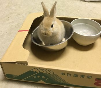 心の綺麗なガルちゃん民が集うトピ
