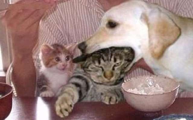 シュールなものが好きな人集まれ～